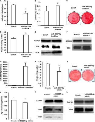 miR-6807-5p Inhibited the Odontogenic Differentiation of Human Dental Pulp Stem Cells Through Directly Targeting METTL7A